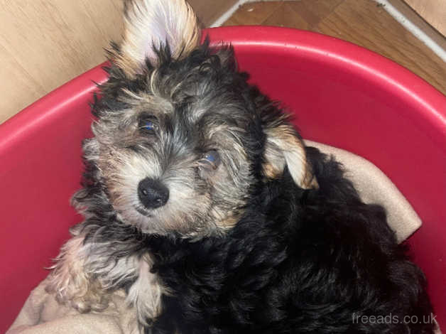 Yorkshire terrier best sale x maltese