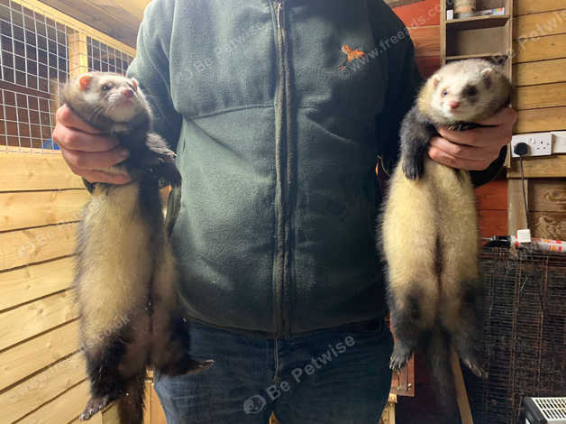 Working ferret sales