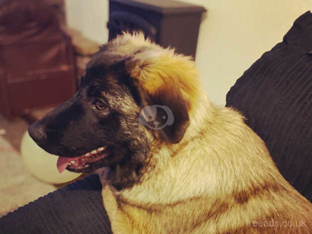 belgian shepherd is a mixed breed