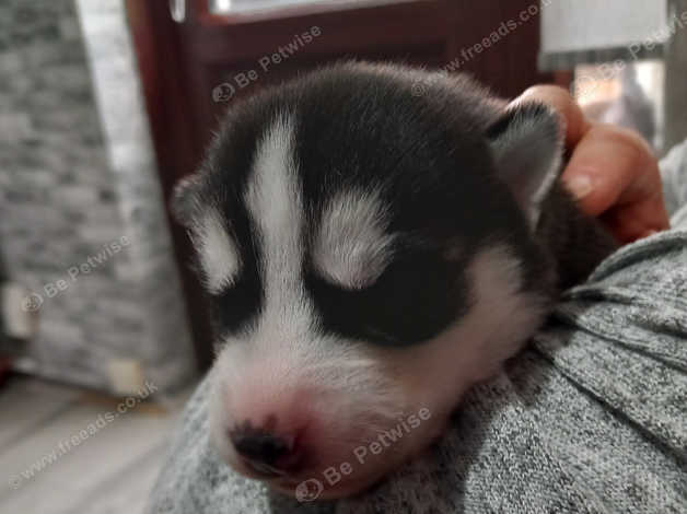 Husky pedigree hot sale