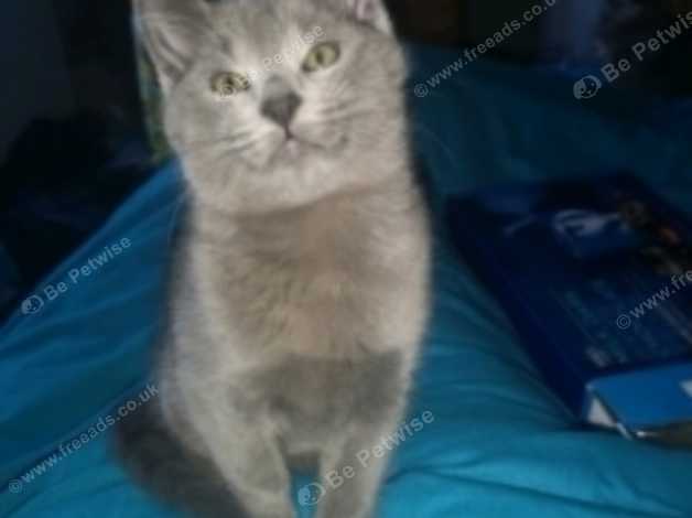 Absolutely Gorgeous Long Haired British Blue X Siamese Female