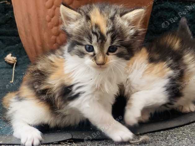 Calico kittens for sale discount