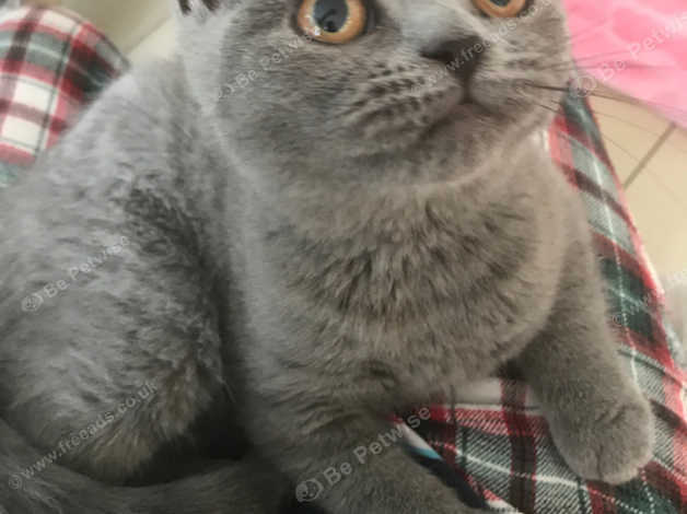 Lilac Bsh Kitten With Papers In Liverpool L17 On Freeads