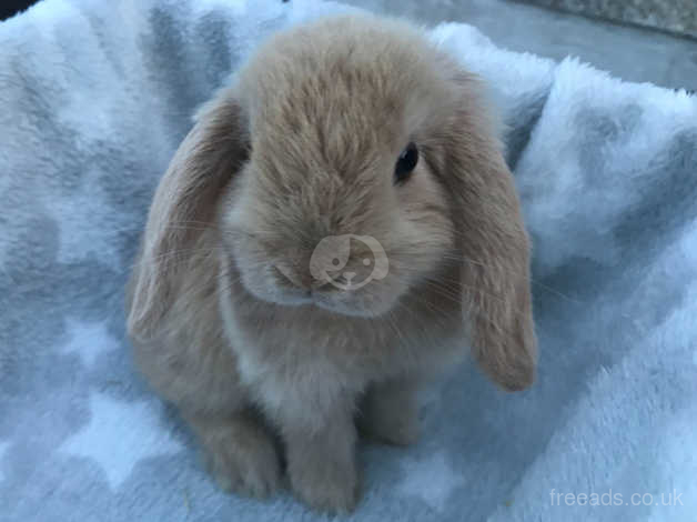baby dwarf lop rabbit