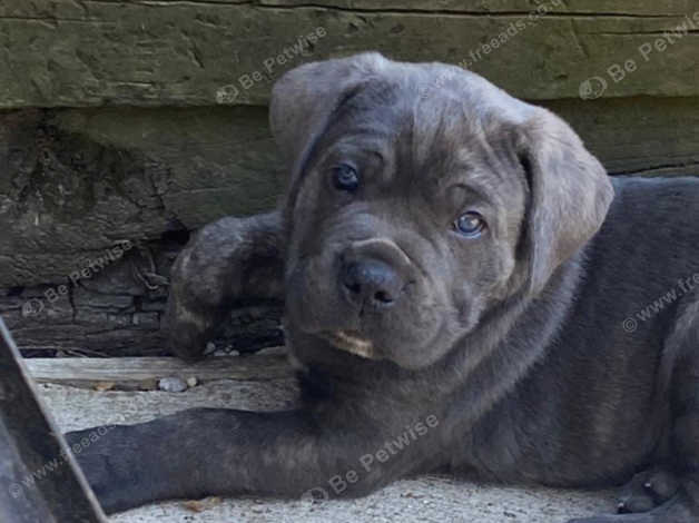 Cane corso best sale 6 weeks old