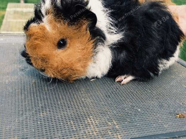 Unusual Curly Longhaired Baby Guinea Pig For Sale In Market