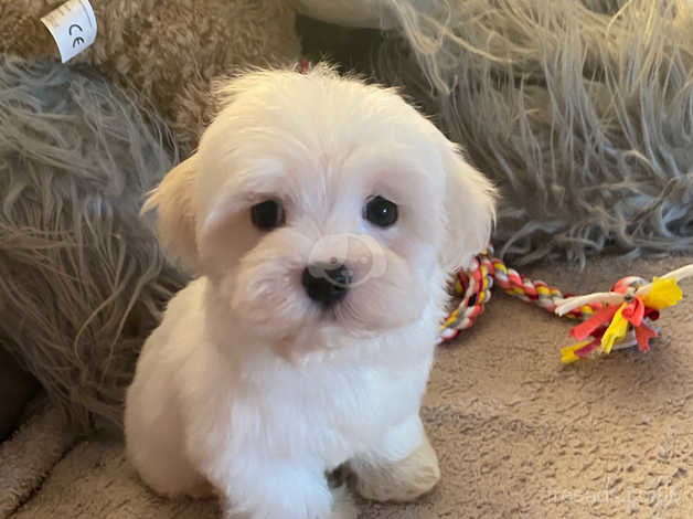 Maltese dog hypoallergenic for hot sale sale