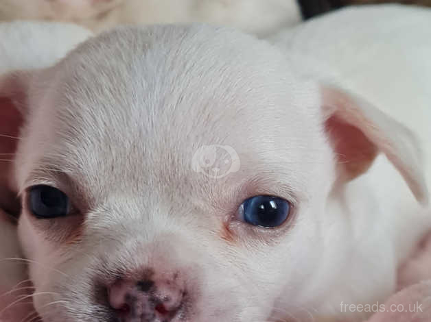 Apple head chihuahua sales puppies