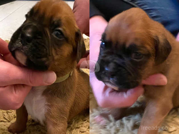 Gorgeous Boxer Puppies in Aberdare CF44 on Freeads Classifieds - Boxers  classifieds