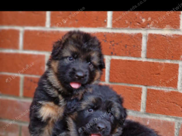 Beautiful Gsd Puppies,kc,healthy Tested,champions Blodline in Newmarket ...