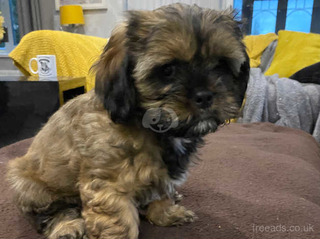 Shih tzu x cavalier puppies store for sale