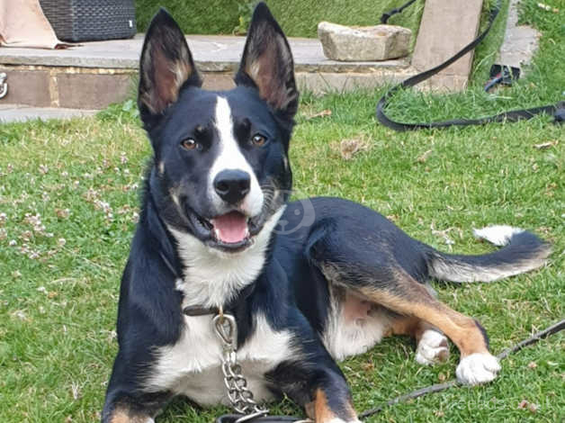 Border Collie For Re-homing - 15 Months - Short Haired Tri Coloured - Male  in Keighley BD21 on Freeads Classifieds - Border Collies classifieds