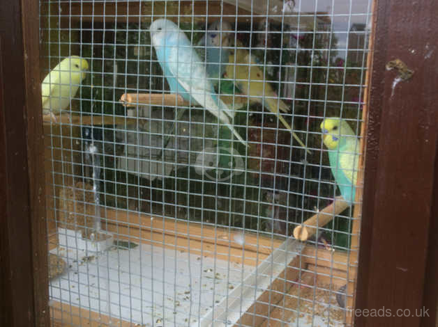 Baby Budgies For Sale in Hull HU8 on Freeads Classifieds - Birds classifieds