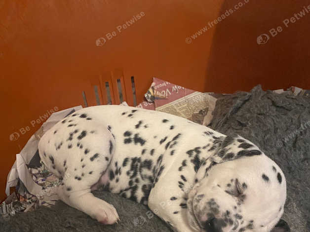 Castletop dalmatians hot sale