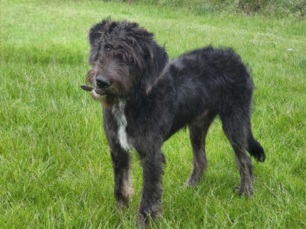 Beauceron Old English Sheepdog Cross in Godmanchester on Freeads ...