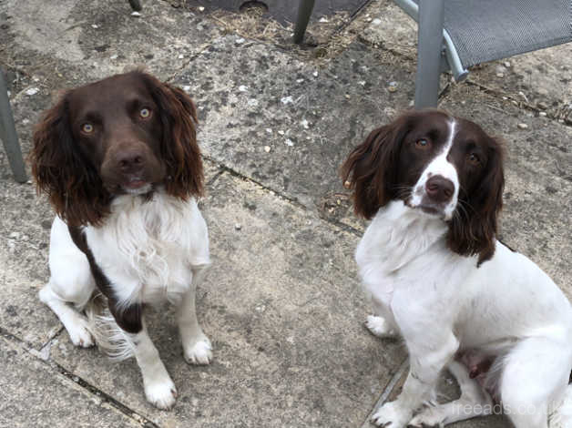 working springer spaniel puppies for sale