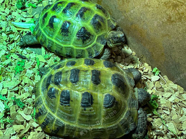 Male And Female Horsefield Tortoises With Set Up in Biggleswade on ...