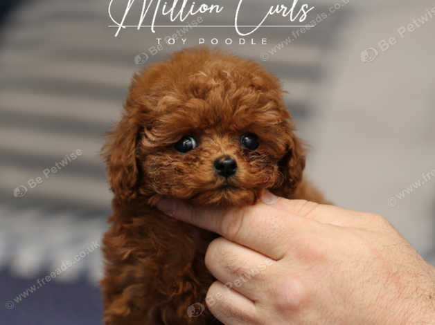 Micro poodle puppies for sale best sale