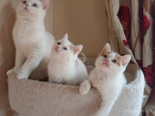 Harlequin sales british shorthair