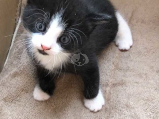 Black & white kittens for sale sale