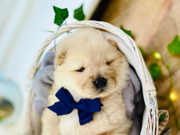 cream chow chow puppies