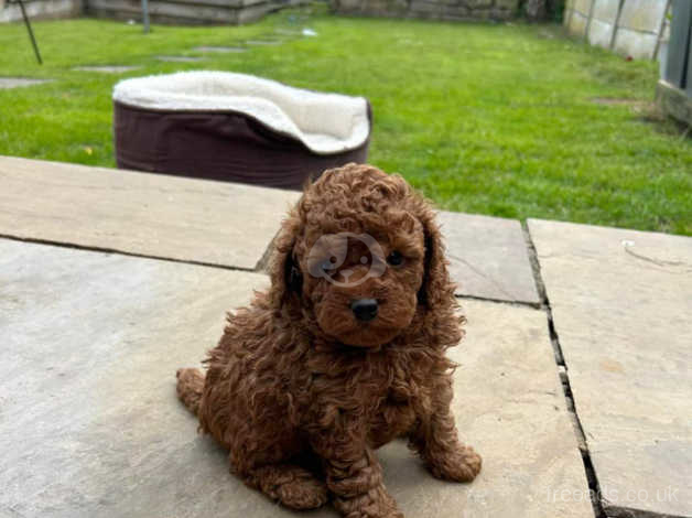 Fox hot sale red poodle