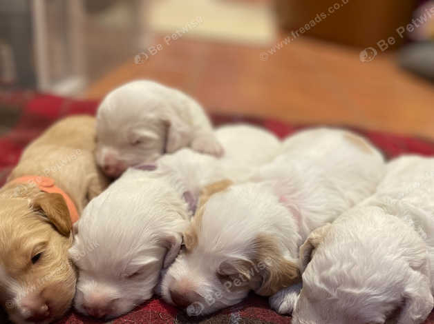 Newborn cockapoo hot sale puppies