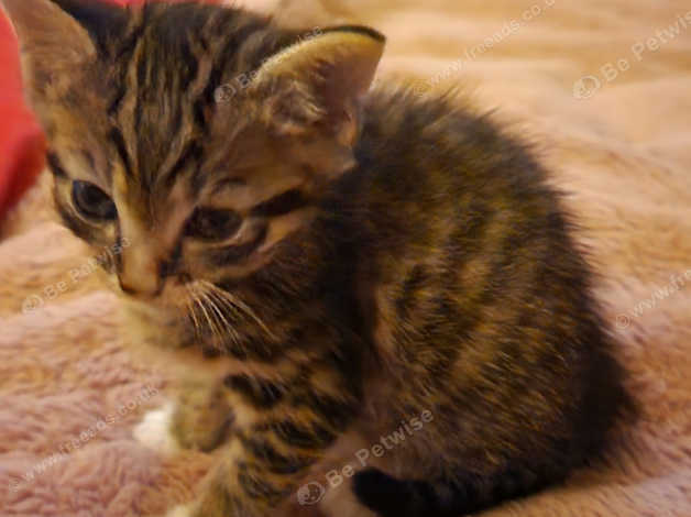 8 week old tabby sales kitten