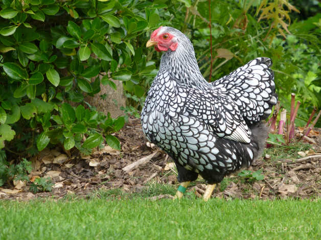 Wyandotte Bantam Chickens. Hatching Eggs, Chicks, Pullets in Hereford on  Freeads Classifieds - Wyandotte classifieds