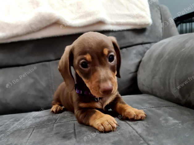 Chocolate tan miniature sales dachshund