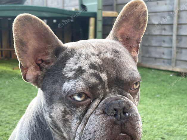 Merle male 2024 french bulldog