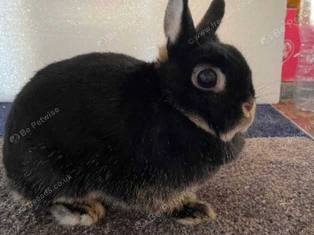 Black otter netherland dwarf hot sale rabbit