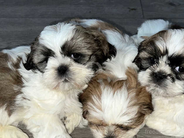 Dobie shih tzu puppies sales for sale