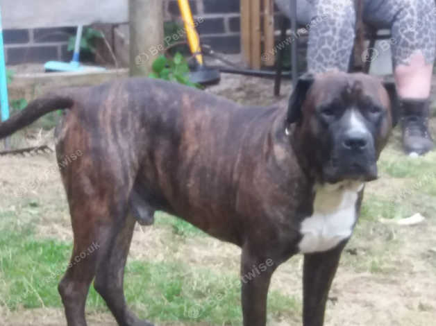 Bandogge mastiff hot sale for sale