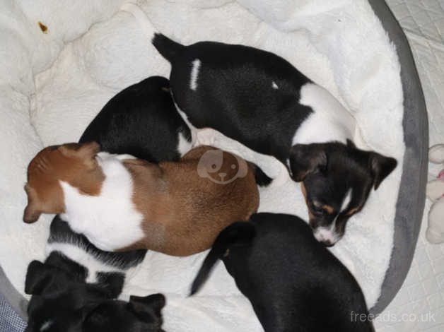 Jack Russell Puppes Mini Pure In Rotherham On Freeads Classifieds