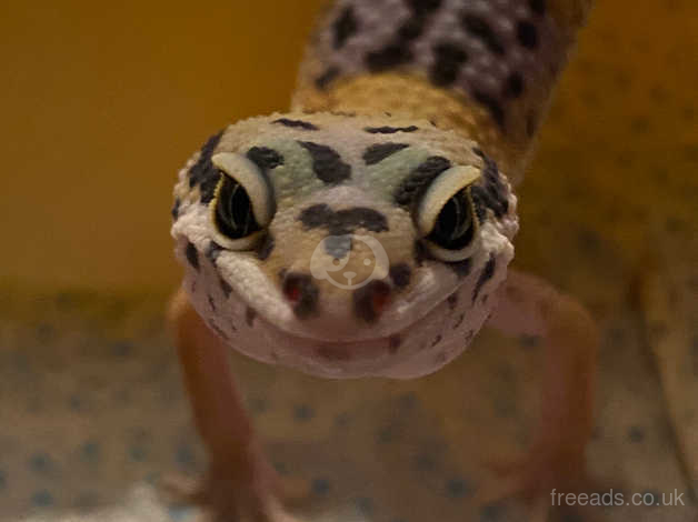 cute baby leopard gecko