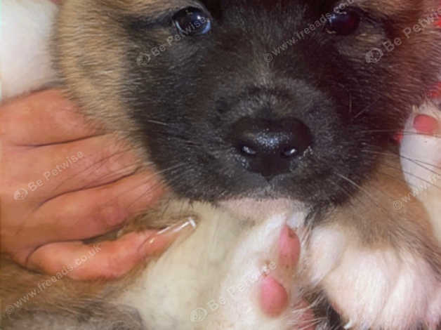 Akita Puppy in Birmingham on Freeads Classifieds - Akitas classifieds