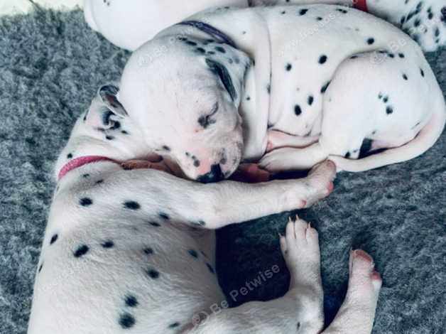 Kc registered dalmatian outlet puppies for sale