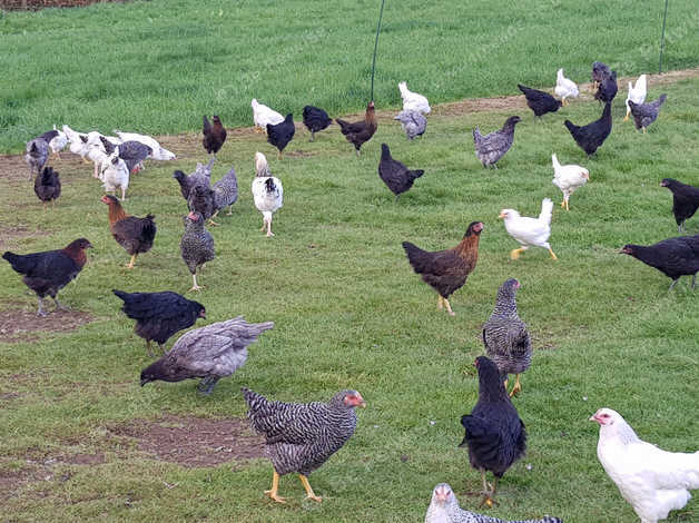 Chickens/ Hens For Sale in Inverkeilor on Freeads Classifieds - Black ...