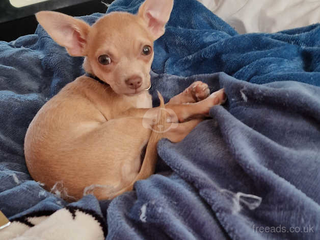 Chihuahua biscuits sale