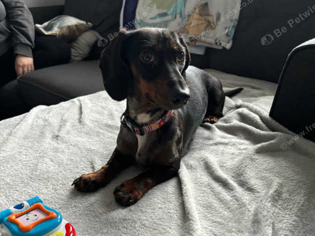 Female miniature hot sale dachshund