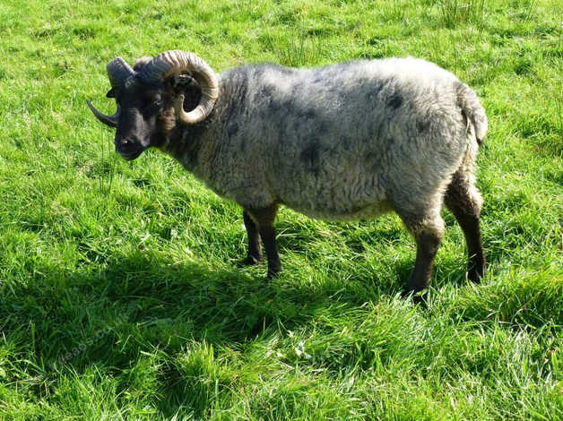 Cheap Unregistered Shetland Ram in Llanelli SA14 on Freeads Classifieds ...