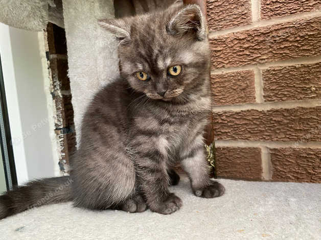 Silver striped best sale british shorthair