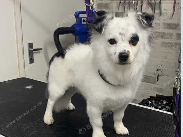 Jack russell spitz sales mix