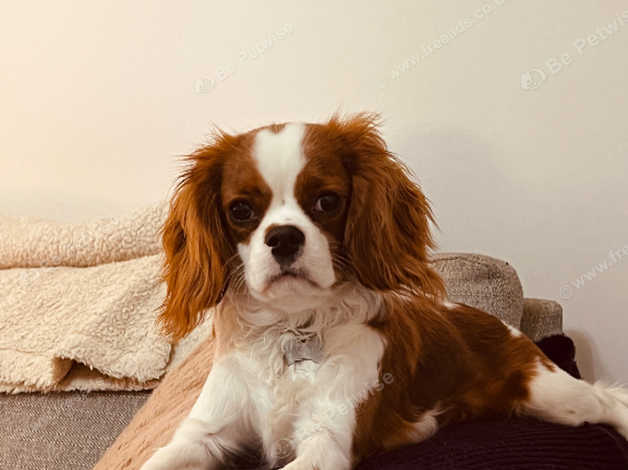 8 month old cavalier king sale charles spaniel