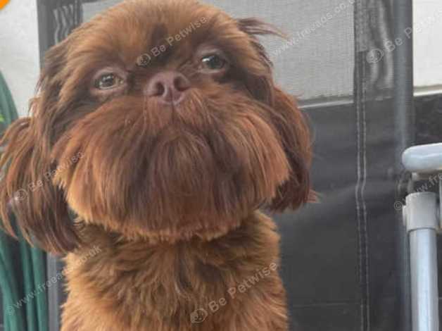 Karashishi shih hot sale tzu information