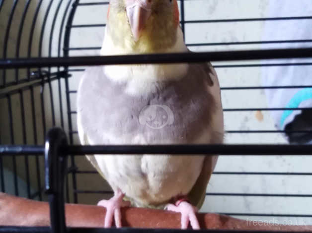free cockatiels to a good home