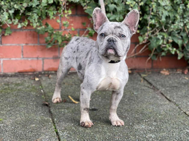 Merle male hot sale french bulldog