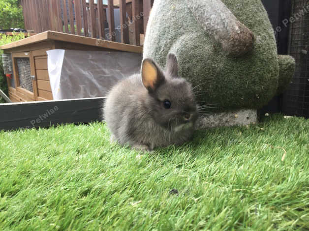 opal netherland dwarf opal netherland dwarf