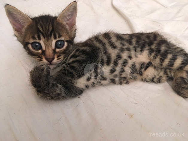 Charcoal bengal kittens for clearance sale